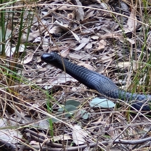 Pseudechis porphyriacus at Boorowa, NSW - 21 Sep 2024