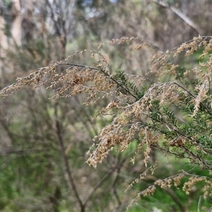 Cassinia sifton at Boorowa, NSW - 21 Sep 2024