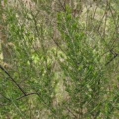 Cassinia sifton at Boorowa, NSW - 21 Sep 2024