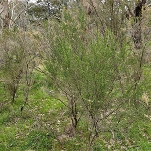 Cassinia sifton at Boorowa, NSW - 21 Sep 2024