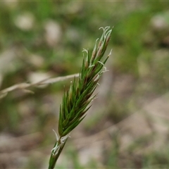 Anthoxanthum odoratum (Sweet Vernal Grass) at Boorowa, NSW - 21 Sep 2024 by trevorpreston