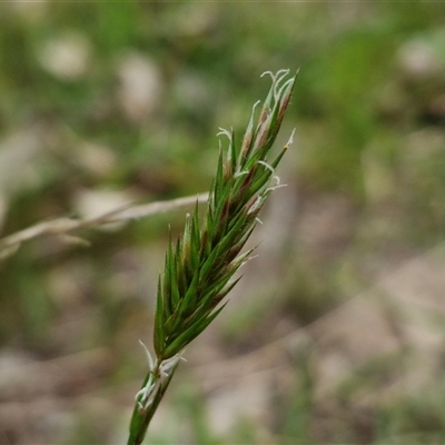 Anthoxanthum odoratum (Sweet Vernal Grass) at Boorowa, NSW - 21 Sep 2024 by trevorpreston