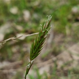 Anthoxanthum odoratum at Boorowa, NSW - 21 Sep 2024