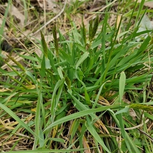 Anthoxanthum odoratum at Boorowa, NSW - 21 Sep 2024