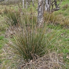 Juncus sp. (A Rush) at Boorowa, NSW - 21 Sep 2024 by trevorpreston