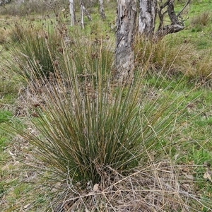 Juncus sp. at Boorowa, NSW - 21 Sep 2024