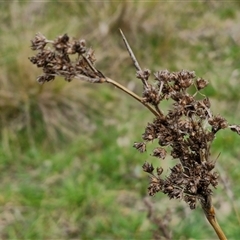 Juncus sp. at Boorowa, NSW - 21 Sep 2024