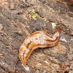 Anzoplana trilineata at Boorowa, NSW - 21 Sep 2024