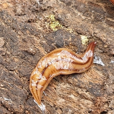 Anzoplana trilineata (A Flatworm) at Boorowa, NSW - 21 Sep 2024 by trevorpreston