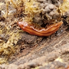 Anzoplana trilineata at Boorowa, NSW - 21 Sep 2024