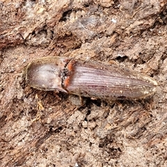 Monocrepidus sp. (genus) (Click beetle) at Boorowa, NSW - 21 Sep 2024 by trevorpreston