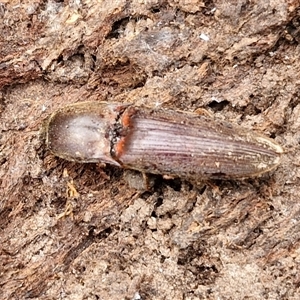 Monocrepidus sp. (genus) at Boorowa, NSW - 21 Sep 2024