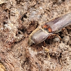 Monocrepidus sp. (genus) at Boorowa, NSW - 21 Sep 2024