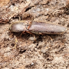 Monocrepidus sp. (genus) at Boorowa, NSW - 21 Sep 2024