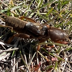 Gryllotalpa sp. (genus) (Mole Cricket) at Rendezvous Creek, ACT - 21 Sep 2024 by Medha