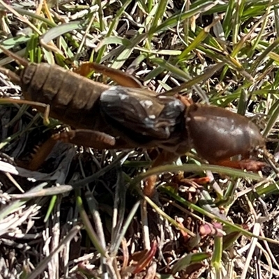 Gryllotalpa sp. (genus) (Mole Cricket) at Rendezvous Creek, ACT - 21 Sep 2024 by Medha