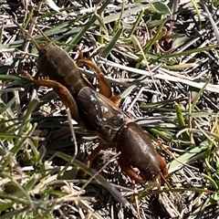 Gryllotalpa sp. (genus) at Rendezvous Creek, ACT - 21 Sep 2024 11:06 AM