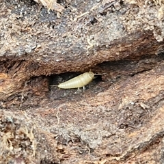 Atelurinae (subfamily) at Boorowa, NSW - 21 Sep 2024 01:20 PM