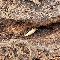 Atelurinae (subfamily) at Boorowa, NSW - 21 Sep 2024