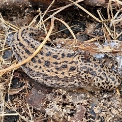 Limax maximus (Leopard Slug, Great Grey Slug) at Boorowa, NSW - 21 Sep 2024 by trevorpreston