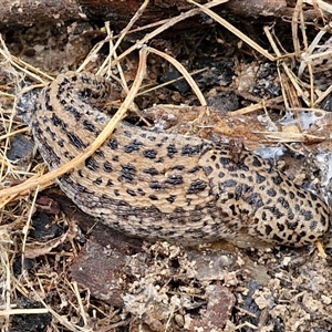 Limax maximus at Boorowa, NSW - 21 Sep 2024 01:20 PM