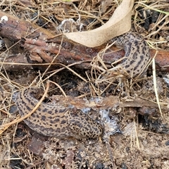 Limax maximus at Boorowa, NSW - 21 Sep 2024