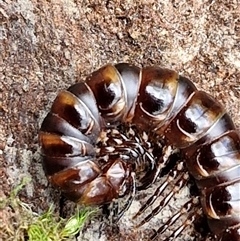 Paradoxosomatidae sp. (family) (Millipede) at Boorowa, NSW - 21 Sep 2024 by trevorpreston