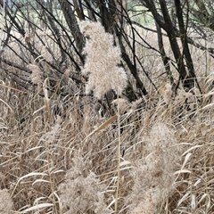 Phragmites australis (Common Reed) at Boorowa, NSW - 21 Sep 2024 by trevorpreston