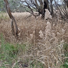 Phragmites australis at Boorowa, NSW - 21 Sep 2024