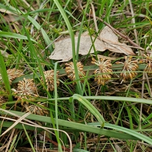 Lomandra multiflora at Boorowa, NSW - 21 Sep 2024