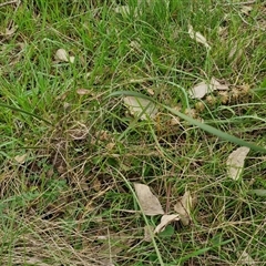 Lomandra multiflora at Boorowa, NSW - 21 Sep 2024