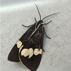 Nyctemera amicus (Senecio Moth, Magpie Moth, Cineraria Moth) at Narrabundah, ACT - 17 Sep 2024 by Medha