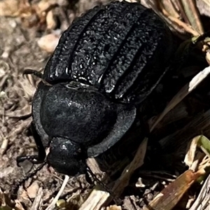 Saragus sp. (genus) at Rendezvous Creek, ACT - 21 Sep 2024