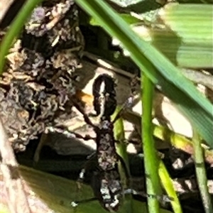 Rhytidoponera sp. (genus) at Rendezvous Creek, ACT - 21 Sep 2024