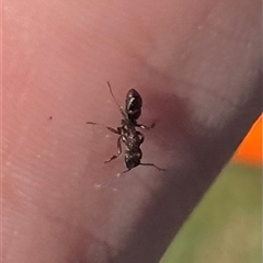 Rhytidoponera sp. (genus) at Rendezvous Creek, ACT - 21 Sep 2024