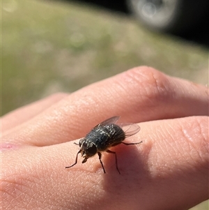 Calliphora sp. (genus) at Rendezvous Creek, ACT - 21 Sep 2024