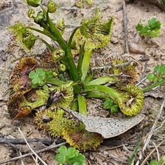 Drosera (genus) (A Sundew) at Boorowa, NSW - 21 Sep 2024 by trevorpreston