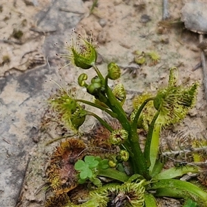 Drosera sp. at Boorowa, NSW - 21 Sep 2024 01:15 PM