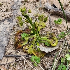 Drosera sp. at Boorowa, NSW - 21 Sep 2024 01:15 PM