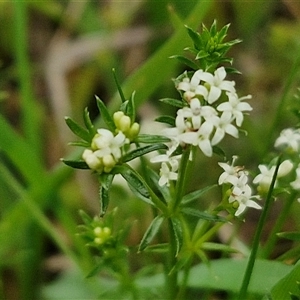 Asperula conferta at Boorowa, NSW - 21 Sep 2024 01:12 PM