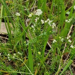 Asperula conferta at Boorowa, NSW - 21 Sep 2024 01:12 PM