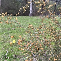 Acacia ulicifolia at Burrinjuck, NSW - 21 Sep 2024 04:36 PM