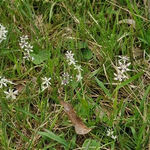 Wurmbea dioica subsp. dioica at Boorowa, NSW - 21 Sep 2024 01:11 PM