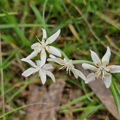 Wurmbea dioica subsp. dioica at Boorowa, NSW - 21 Sep 2024 01:11 PM