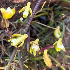 Dockrillia striolata (Streaked Rock Orchid) at Porters Creek, NSW - 21 Sep 2024 by Clarel