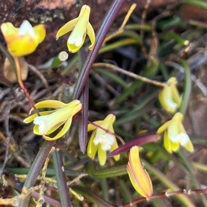 Dockrillia striolata at Porters Creek, NSW - 21 Sep 2024