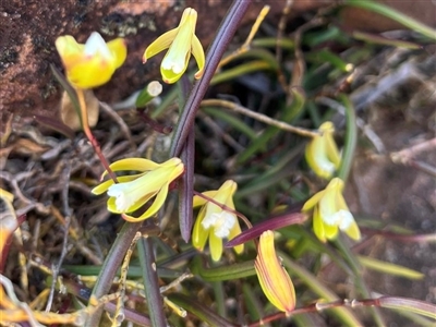 Dockrillia striolata (Streaked Rock Orchid) at Porters Creek, NSW - 21 Sep 2024 by Clarel