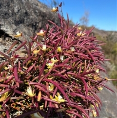 Dockrillia striolata at Porters Creek, NSW - 21 Sep 2024