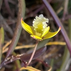 Dockrillia striolata at Porters Creek, NSW - suppressed