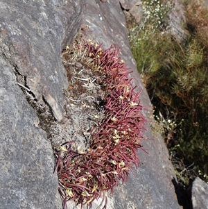 Dockrillia striolata at Porters Creek, NSW - suppressed
